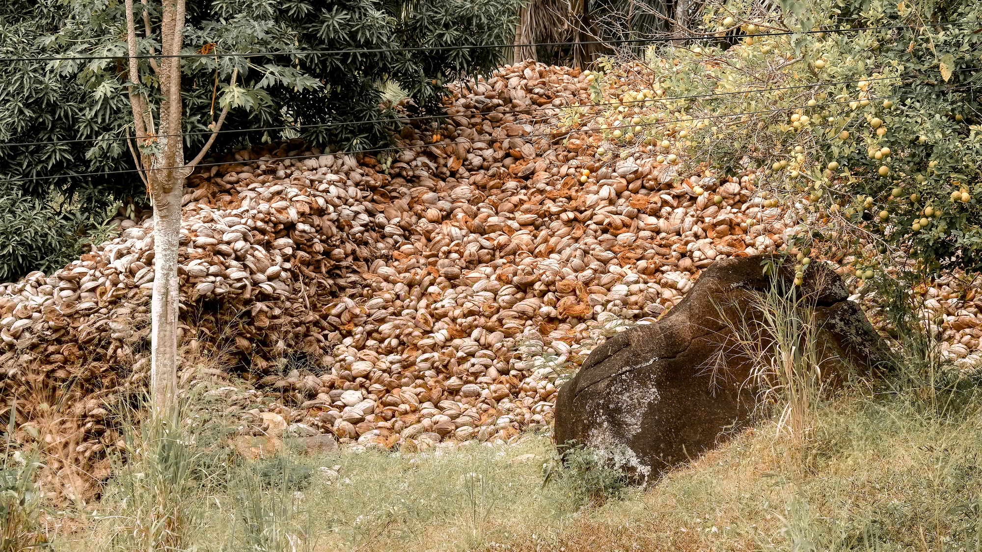 A big mountain of Coconut shell wasted