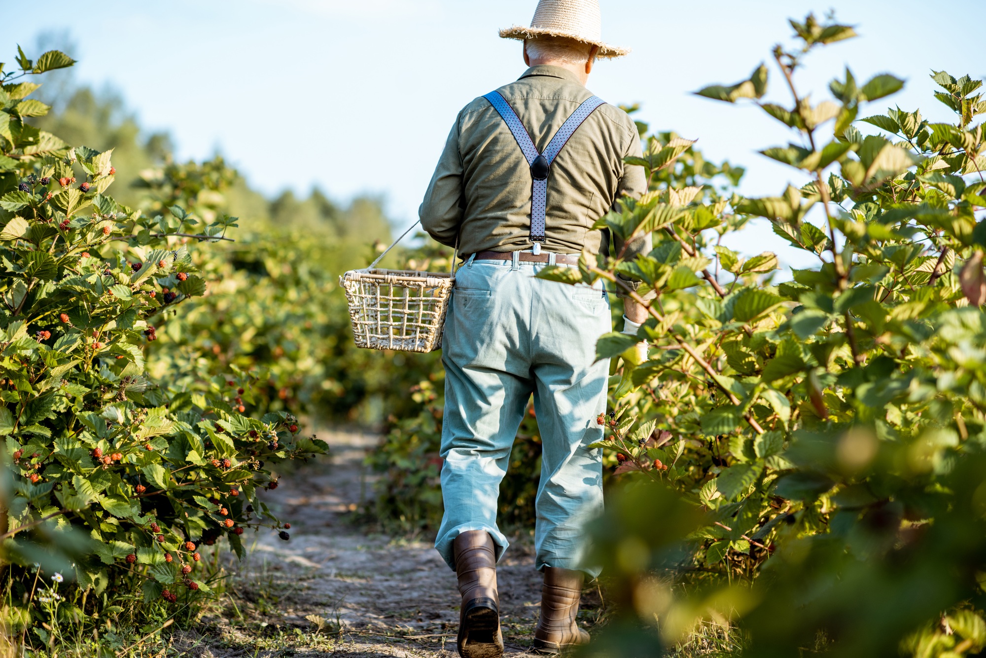 Senior man collecting blackberries